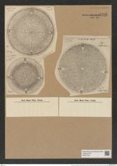 Aulacodiscus margaritaceus Ralfs (de-Toni-Nr.: Genus 182, Species 4515) Zeichnungen Sammlung Grunow Nr. 8086 (NHMW-BOT-W0377418)